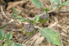 Physalis minima